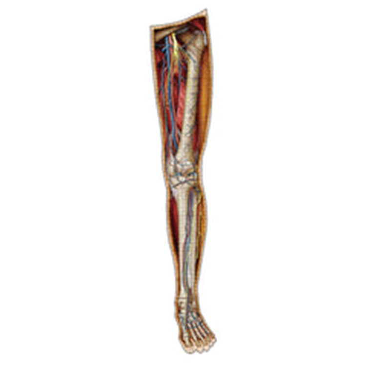 Dr. Livingston's Anatomy Puzzles