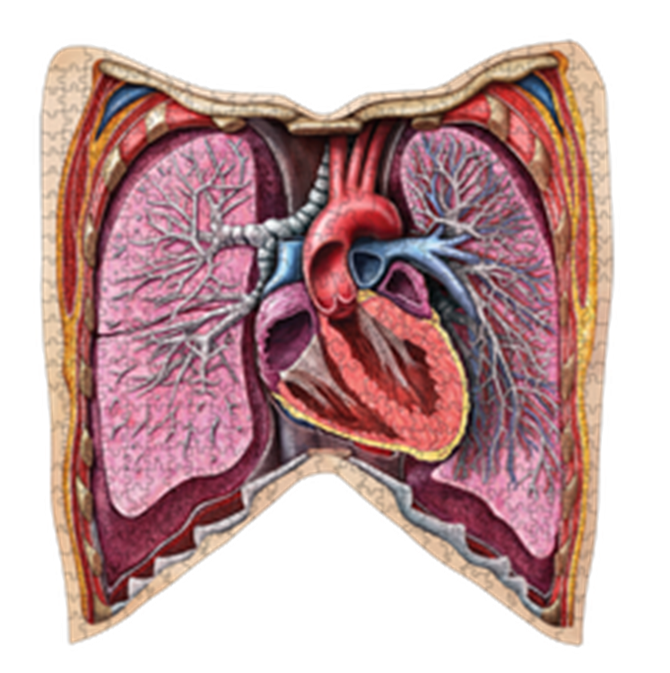 Dr. Livingston's Anatomy Puzzles